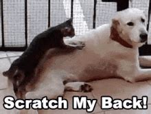 back scratching gif|Scratching Back GIFs .